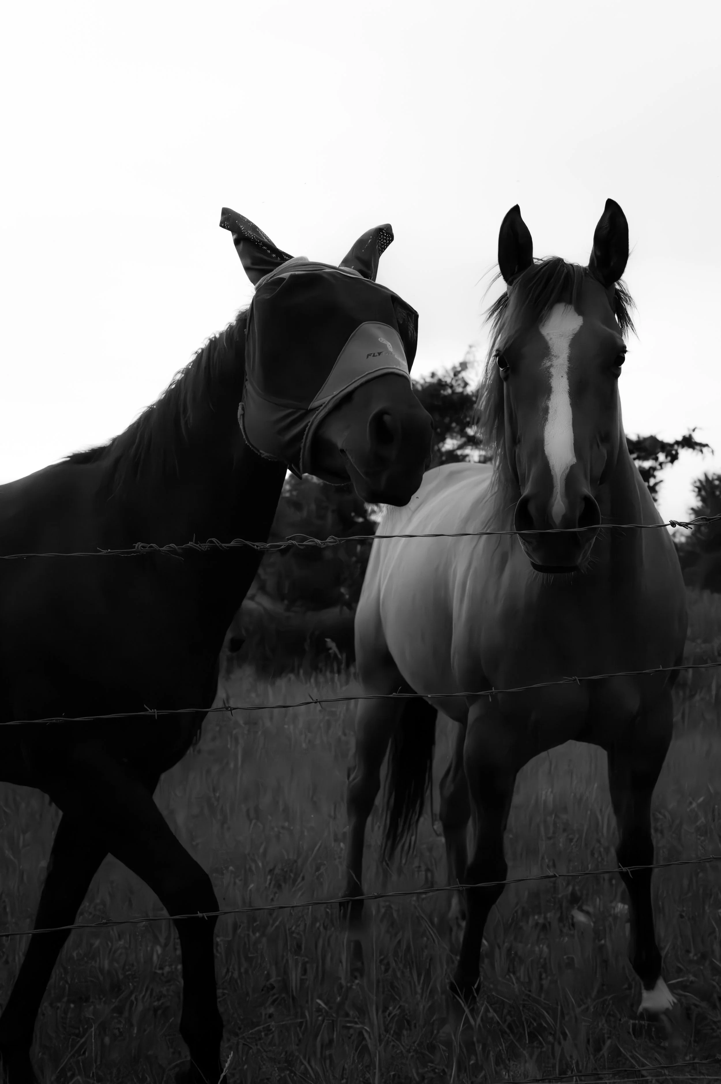 Two horses standing behind a barbed wire fence, one wearing a fly mask, on a grassy field with trees in the background.