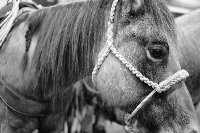 Close-up of a horse with braided mane wearing a halter.