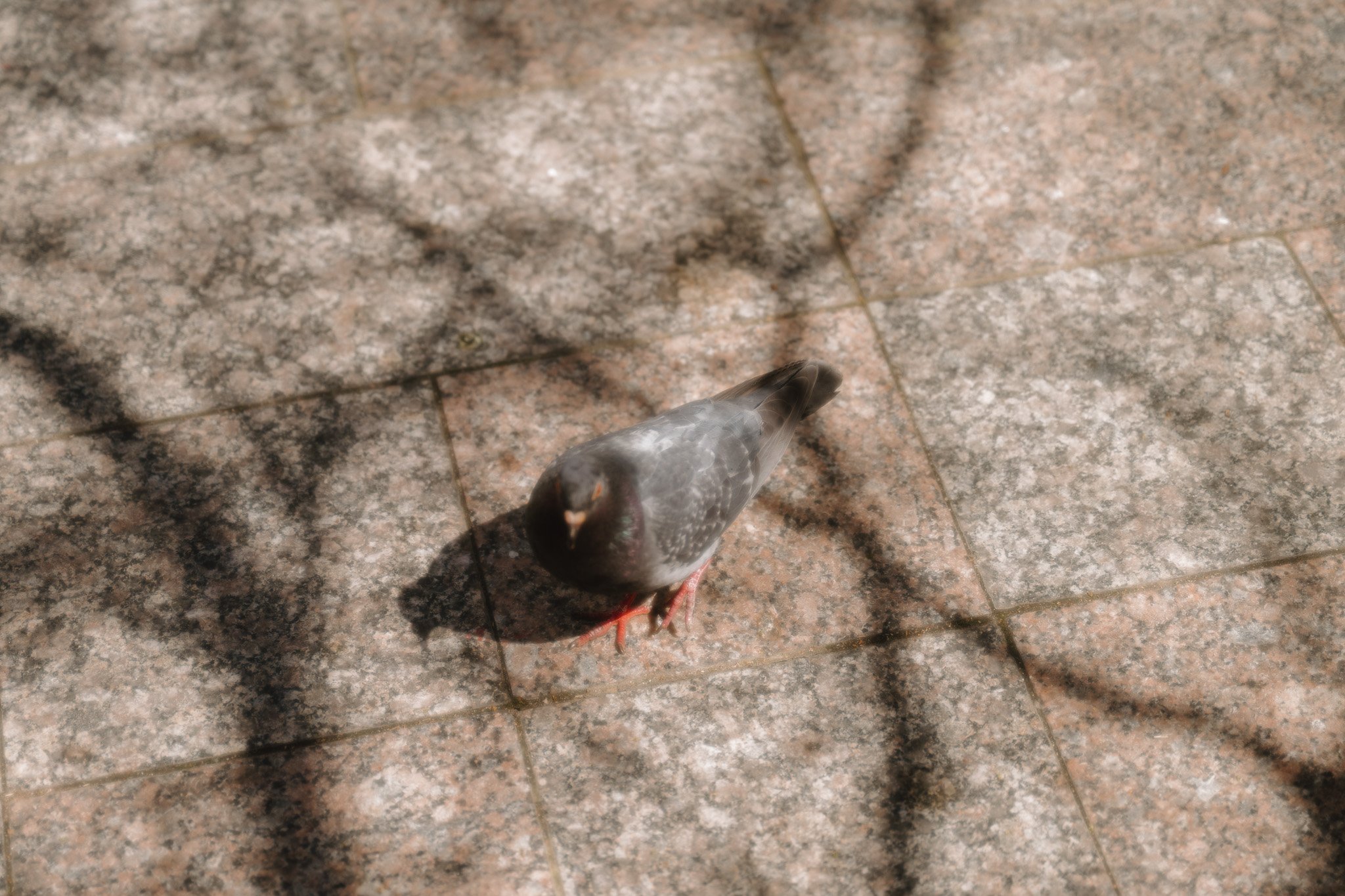 DSC_9527.jpg