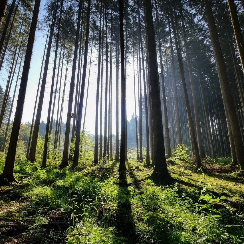 Tall pine trees in a sunlit forest with green undergrowth.