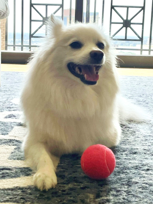 Suki