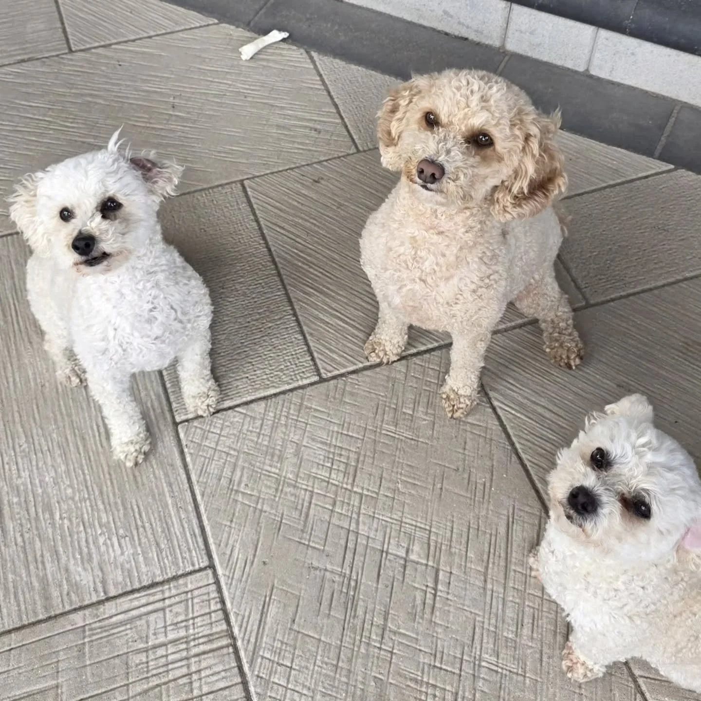 New Entry into Omaha&rsquo;s Best Window Dogs 🐾

This crew showed up with a full organizational structure:

Doug (center): Head of Hospitality. Specializes in aggressive face-lick greetings. Personal space is not part of his philosophy.

Rudy (left)