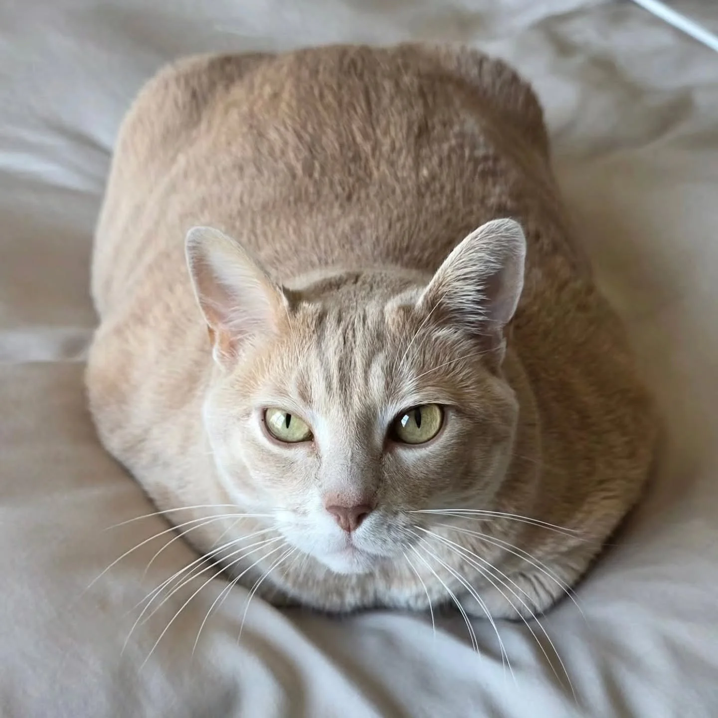 Another entry into Omaha&rsquo;s Best Window Dogs 🐾

We&rsquo;ve officially hit our first&hellip; non-dog.

This is Ladybug 🐱

Despite not being a dog, she clearly didn&rsquo;t get the memo and operates like one anyway.

&bull; Demands attention 24