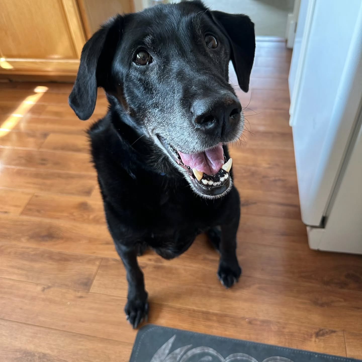 This is Ernie, a 10-year-old black lab and full-time neighborhood surveillance specialist.

From the comfort of his living room chair, Ernie keeps a close eye on:
&bull; Cars
&bull; People
&bull; Animals
&bull; Anything that even thinks about passing