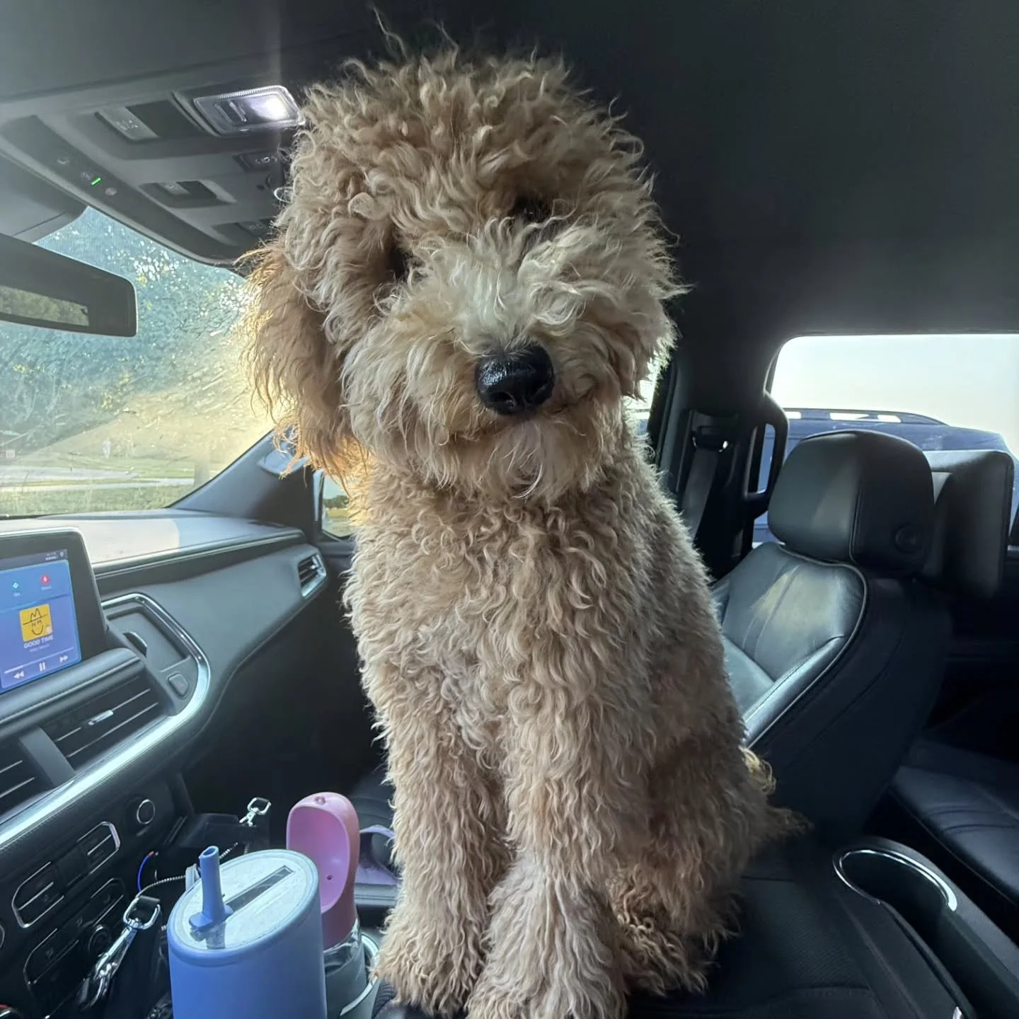 This is Luna&hellip; also known as &ldquo;the wild one&rdquo; 😍

Luna lives life at about a 12 out of 10 at all times.

Her hobbies include:
&bull; Loving her family aggressively
&bull; Going on walks like it&rsquo;s a full-blown adventure
&bull; Ri