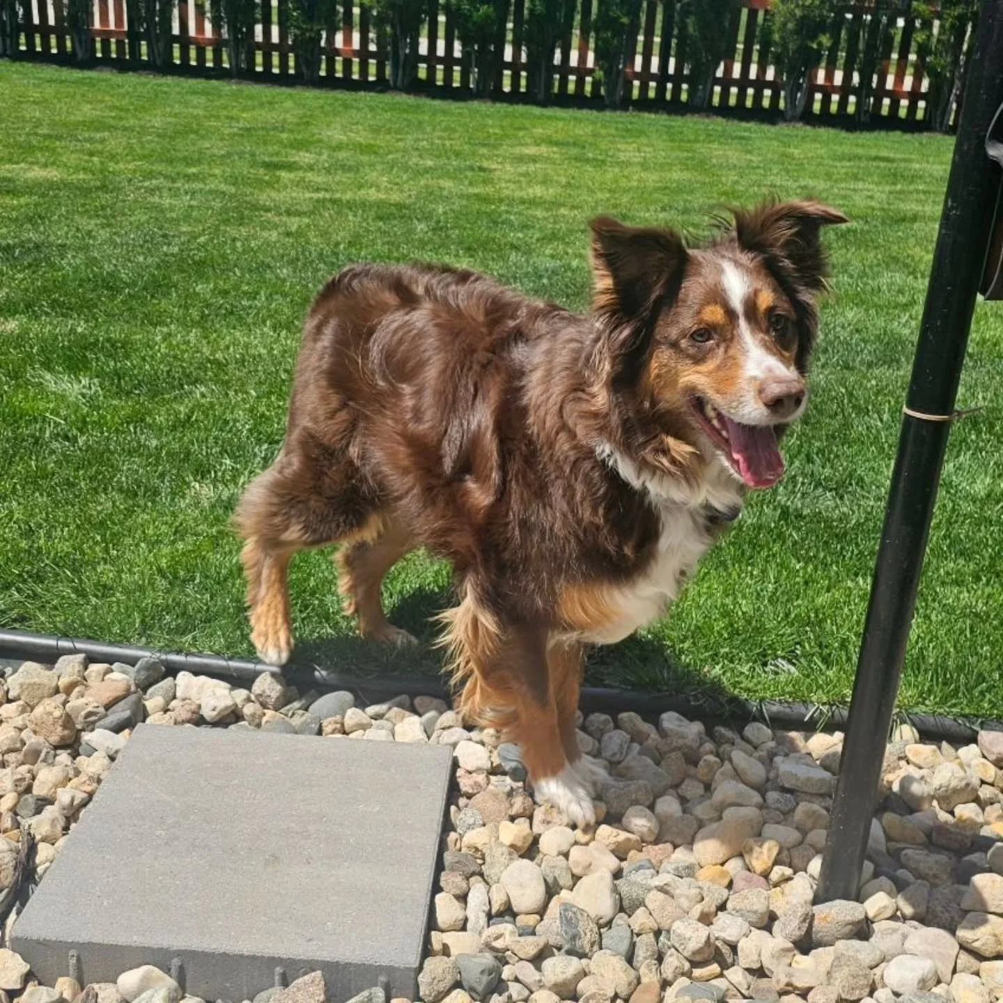 Meet Bear and Roo... they brought very different but equally important energy to today&rsquo;s job 🐾

Bear is the big guy, a 3 year old Aussie who loves frisbee, making friends, and apparently helping with employee morale. Very hands on management s