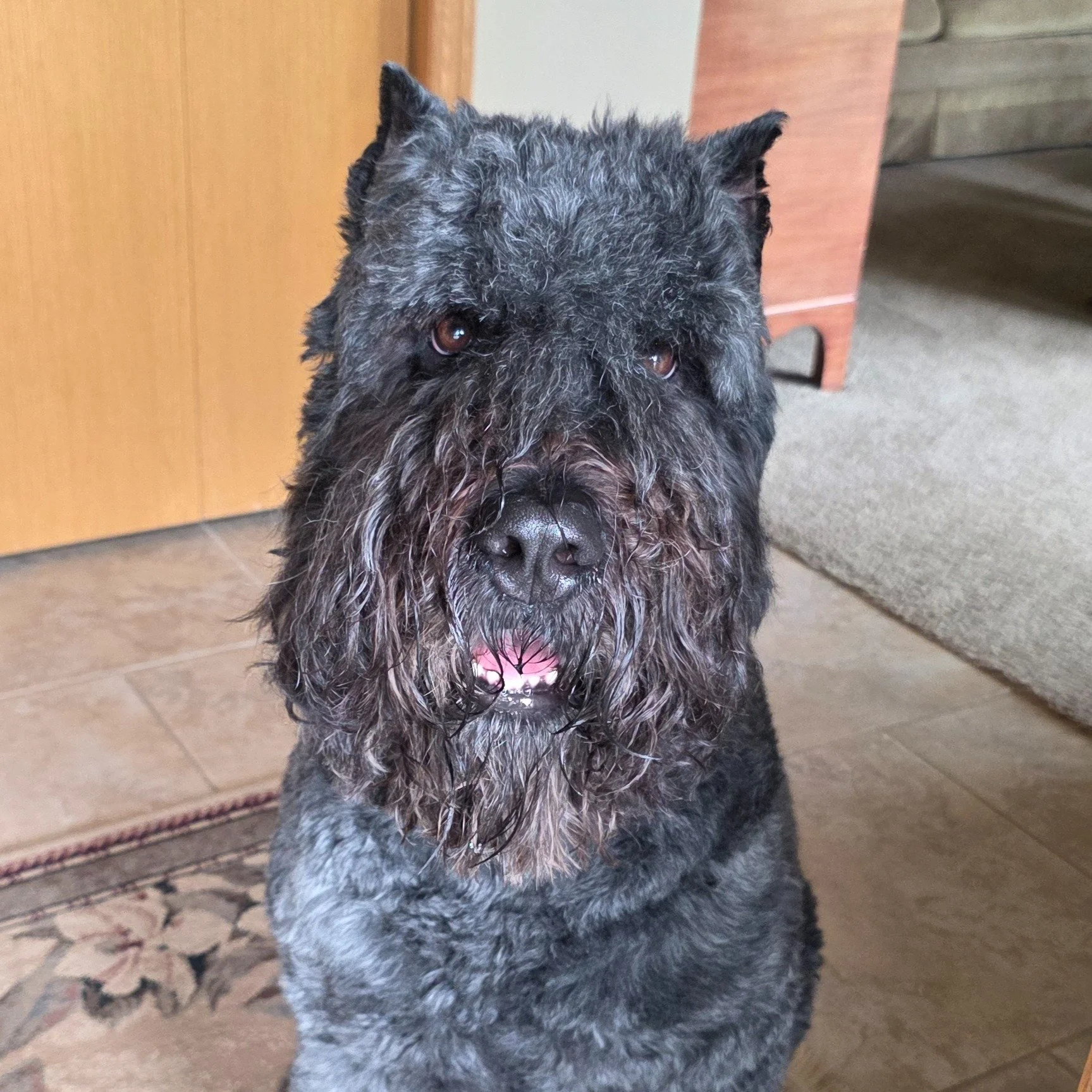 This is Rip, and he runs a tight security operation. 🐾

UPS? Suspicious.
FedEx? Suspicious.
Window washers? Suspicious.

Rip takes his guard dog duties seriously and makes sure every visitor is properly announced, evaluated, and judged accordingly.

