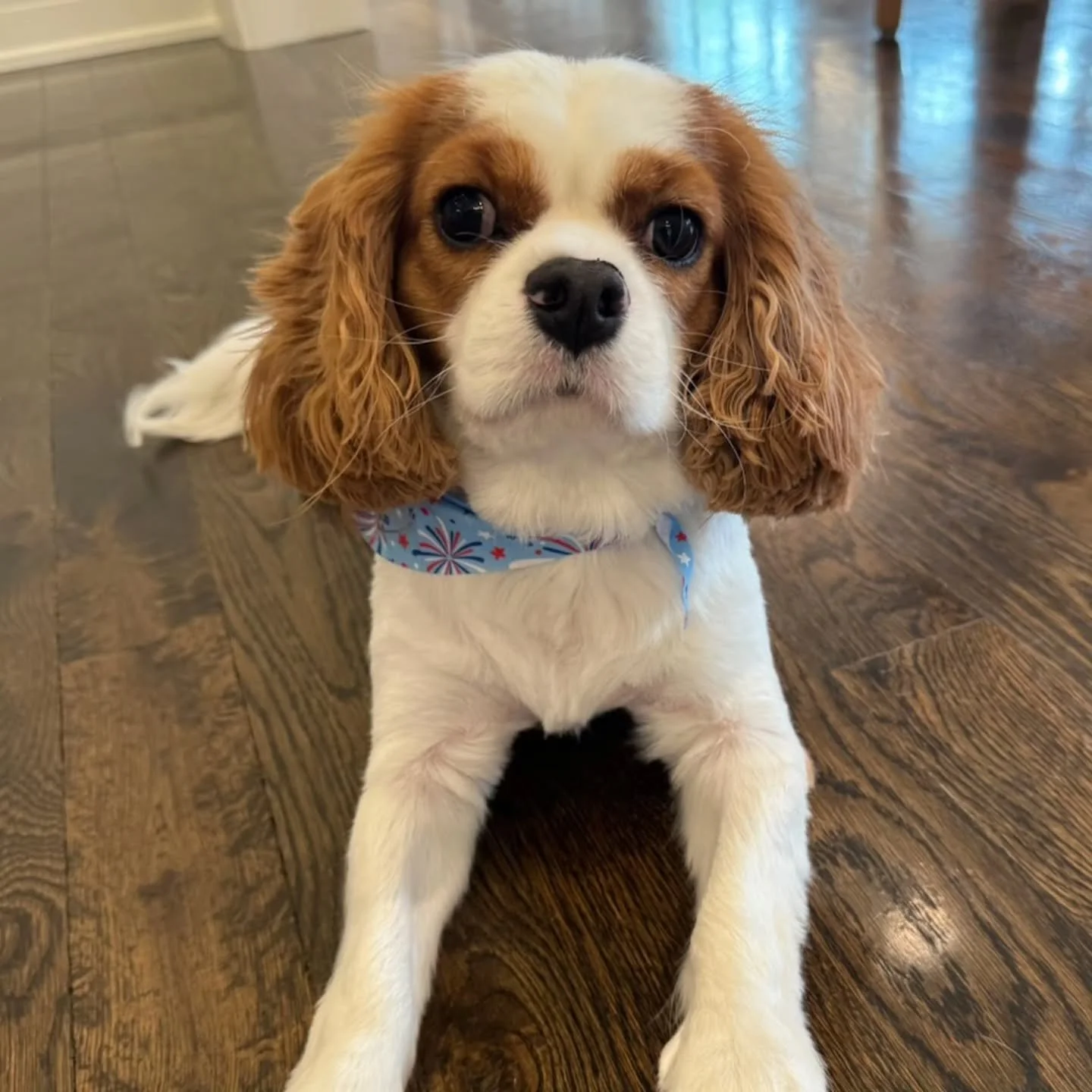 This is Teddy Confetti, fresh off his summer shave down and looking equal parts adorable, confused, and mildly betrayed. 🐾

According to his mom, he looks ridiculous in a cute, embarrassing kind of way. We think there is an emphasis on the cute part