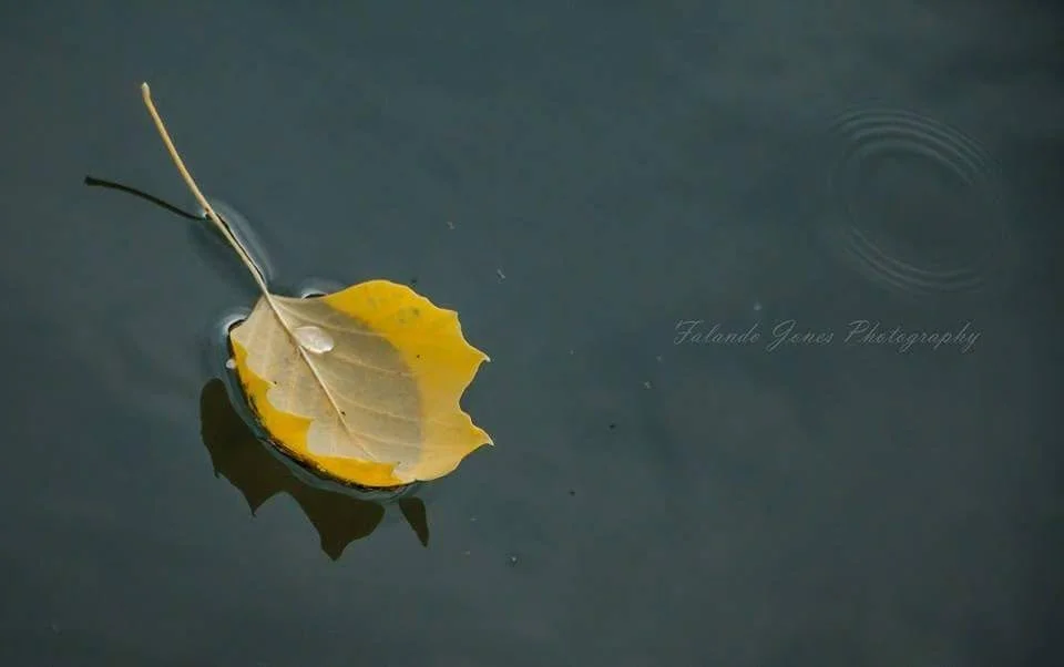 Autumn Wishes