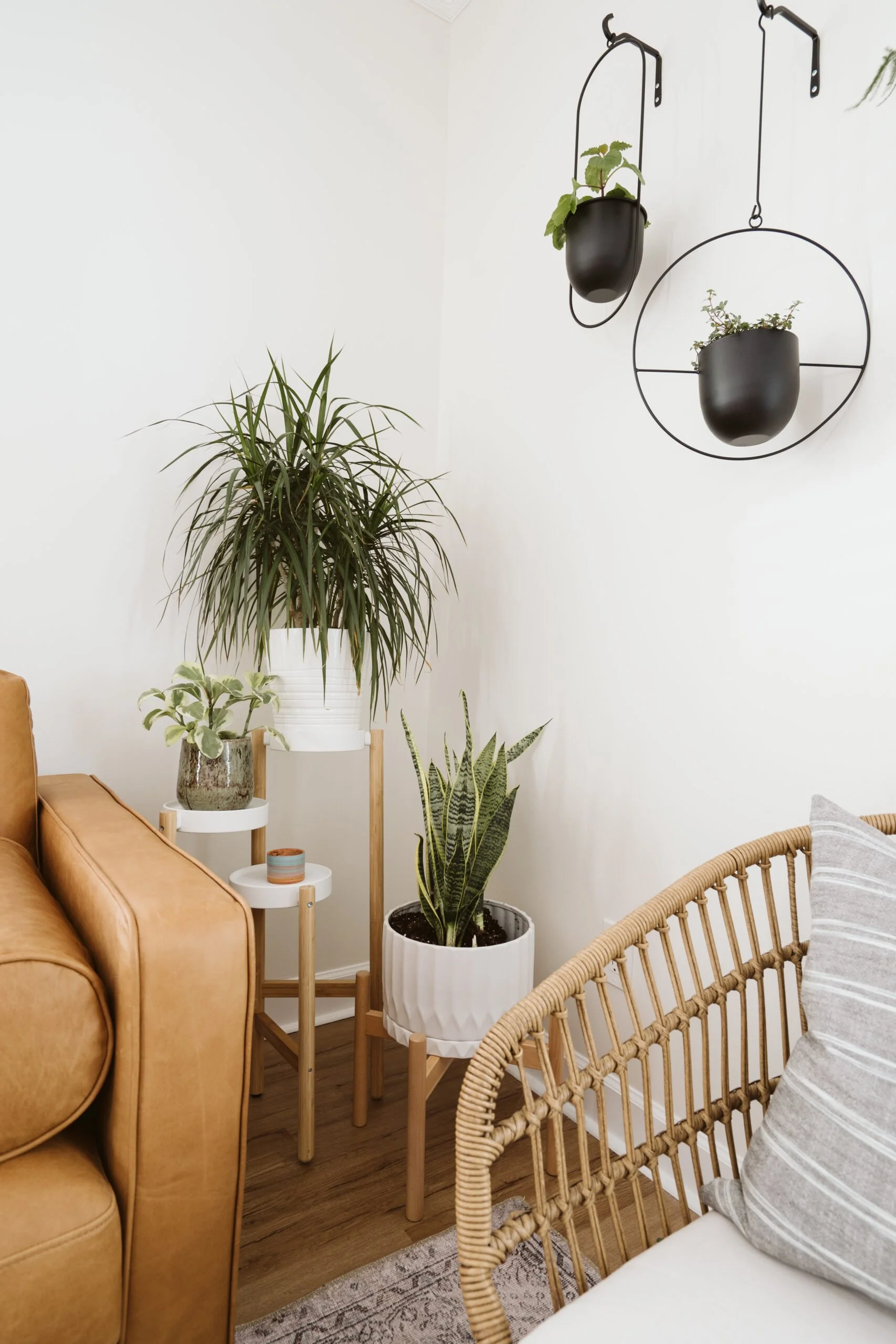 OUR FAVORITE LOW LIGHT PLANTS