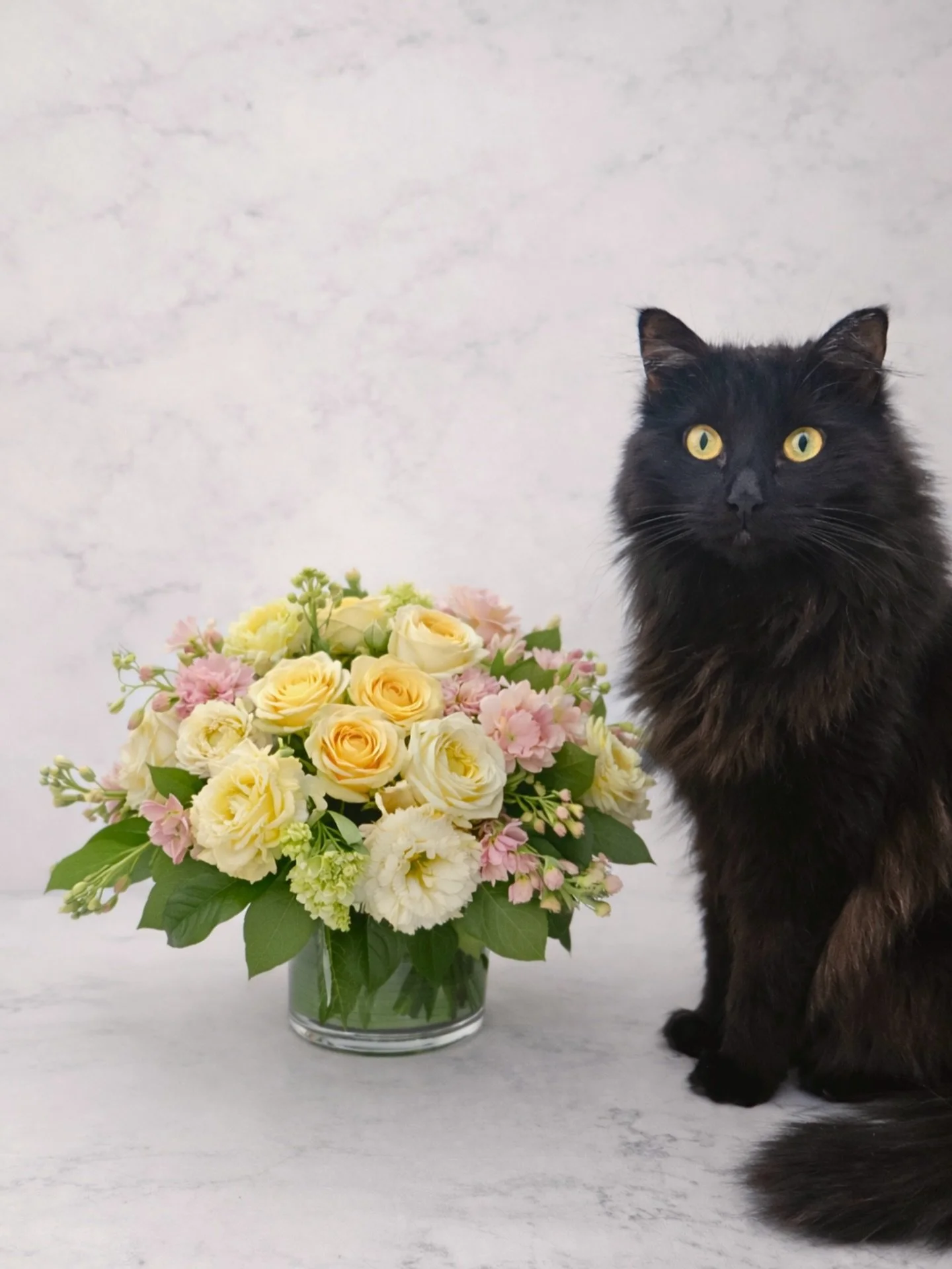 Coconut loved our flowers 🥥🥰💐

#armonk #florist #blackcat #flowershop #catslover