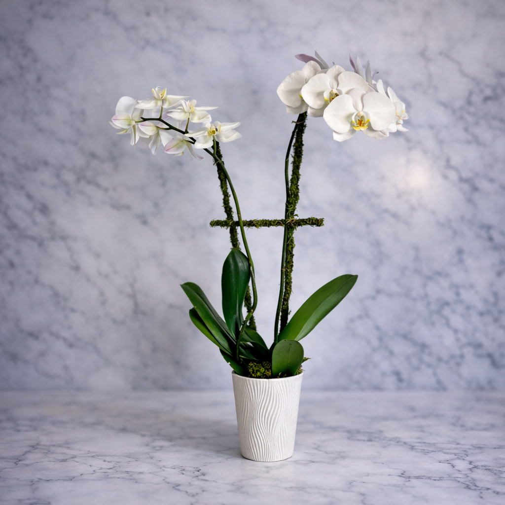 Double Stem Phalaenopsis Orchid