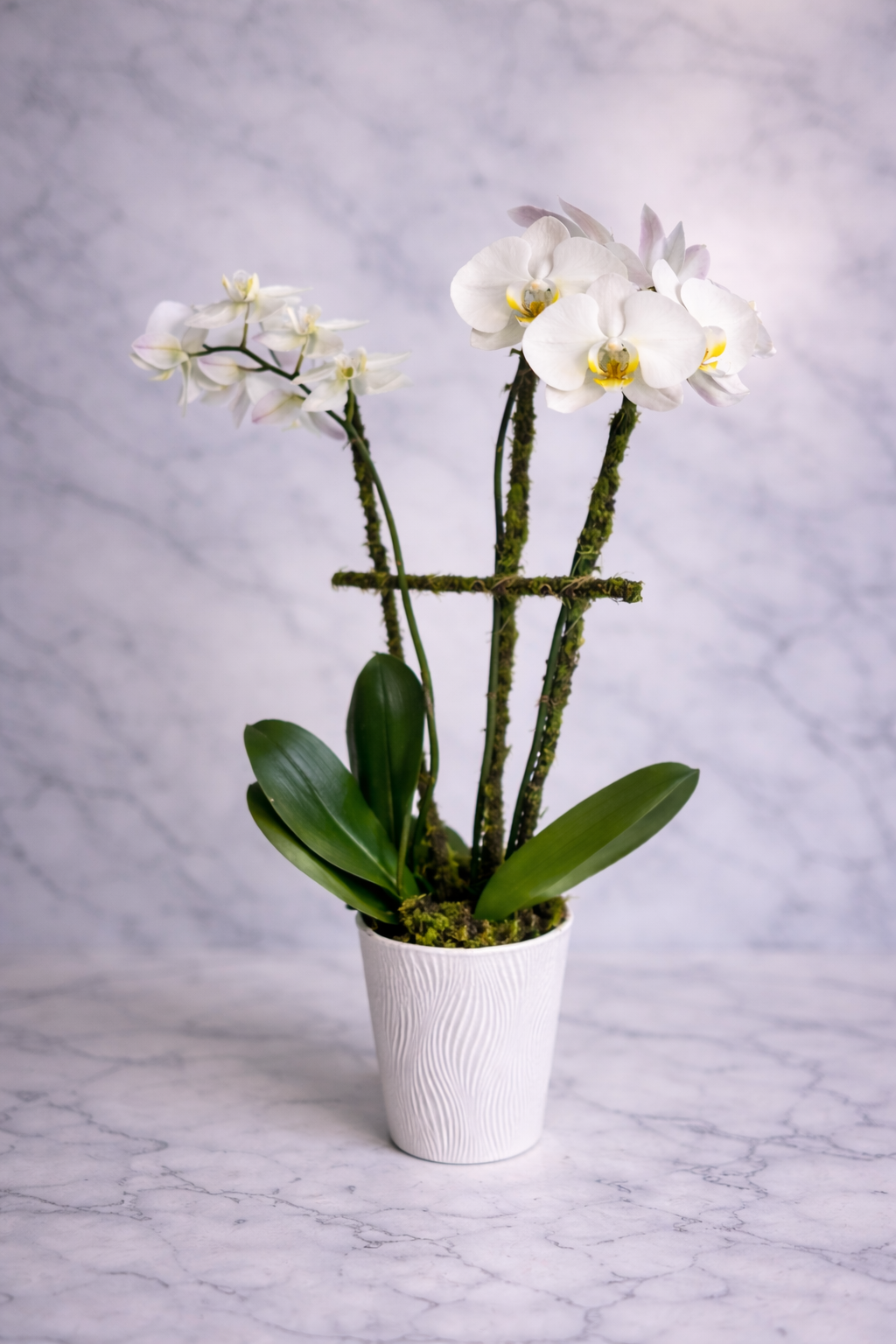 Double stem orchid armonk florsit joseph richard florals luxury flowers mothers (3).png