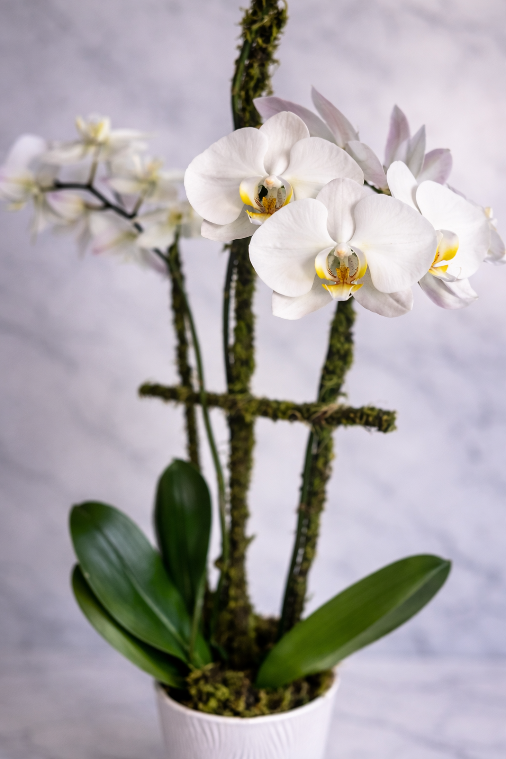 Double stem orchid armonk florsit joseph richard florals luxury flowers mothers (2).png