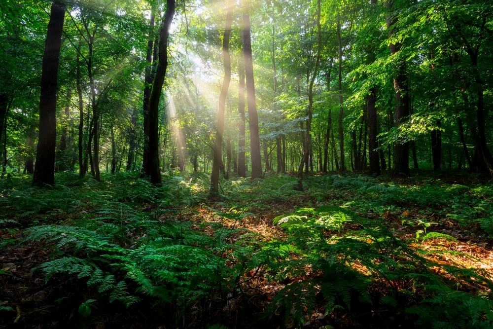 Forest with ferns in foreground and sunbeams streaming through leaves