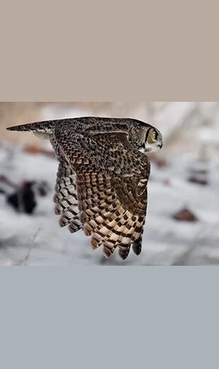 Birding With the Audubon Society