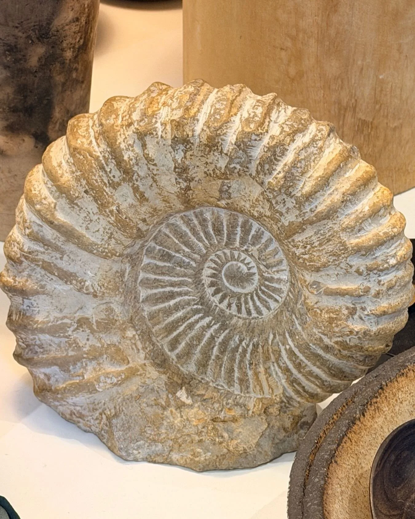 Just acquired an ammonite that&rsquo;s 90 million years old. My favorite type of antique. Slowly carved over millions of years by Mother Nature herself. #interiordesign @katrinaphillipsinteriors