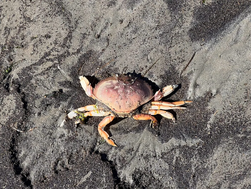 RIP crab friend