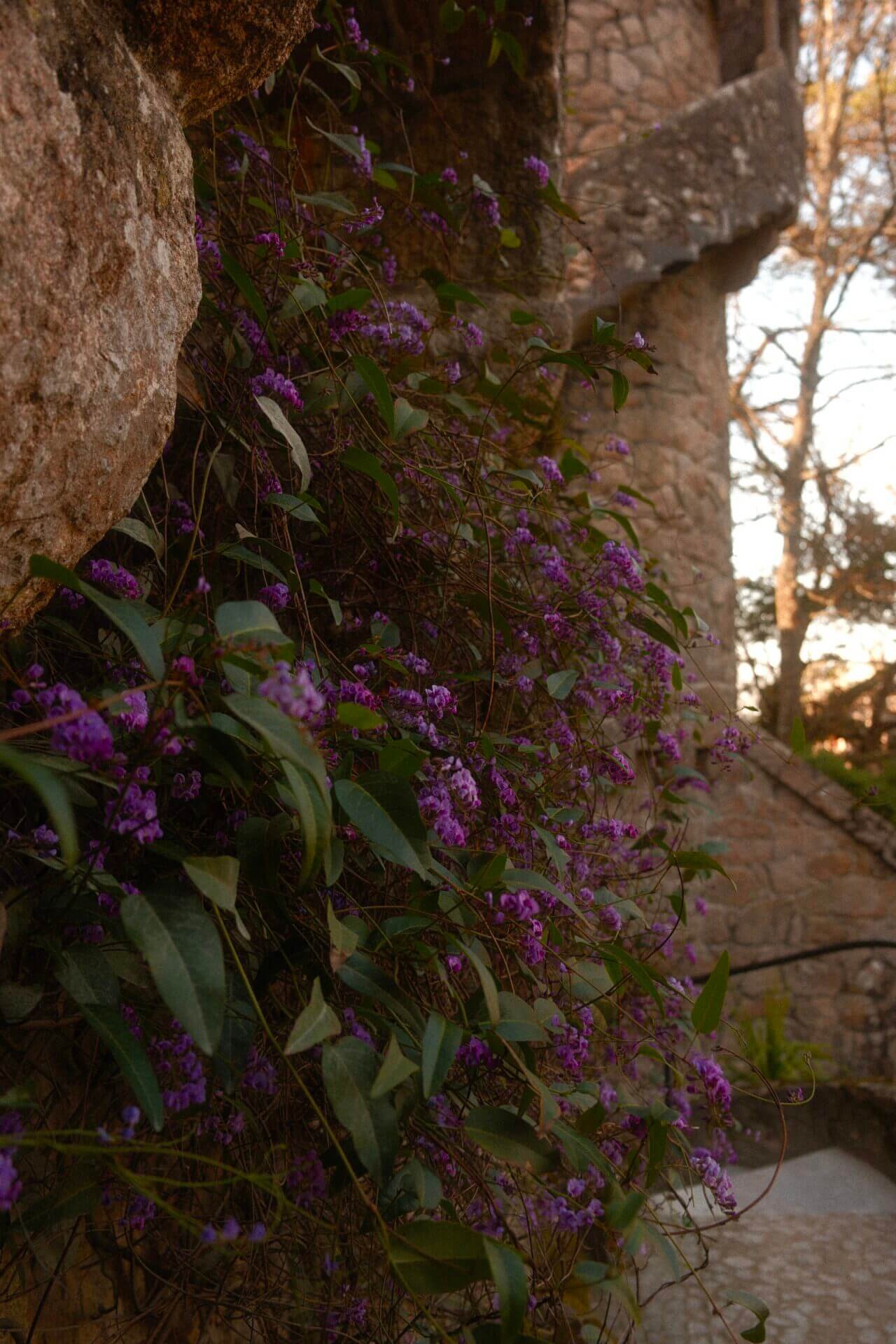 Purple in Cobblestone