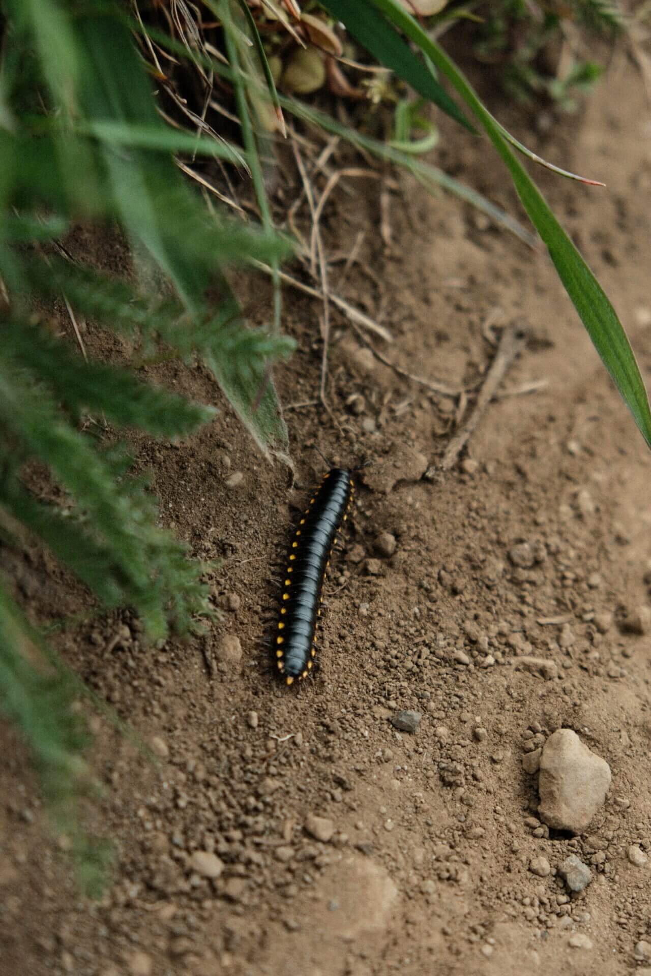 Mountain Millipede