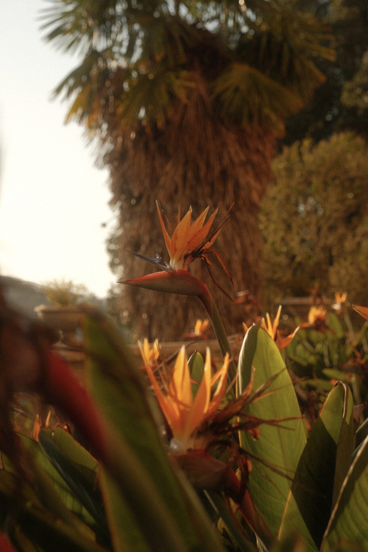 Bird of Paradise