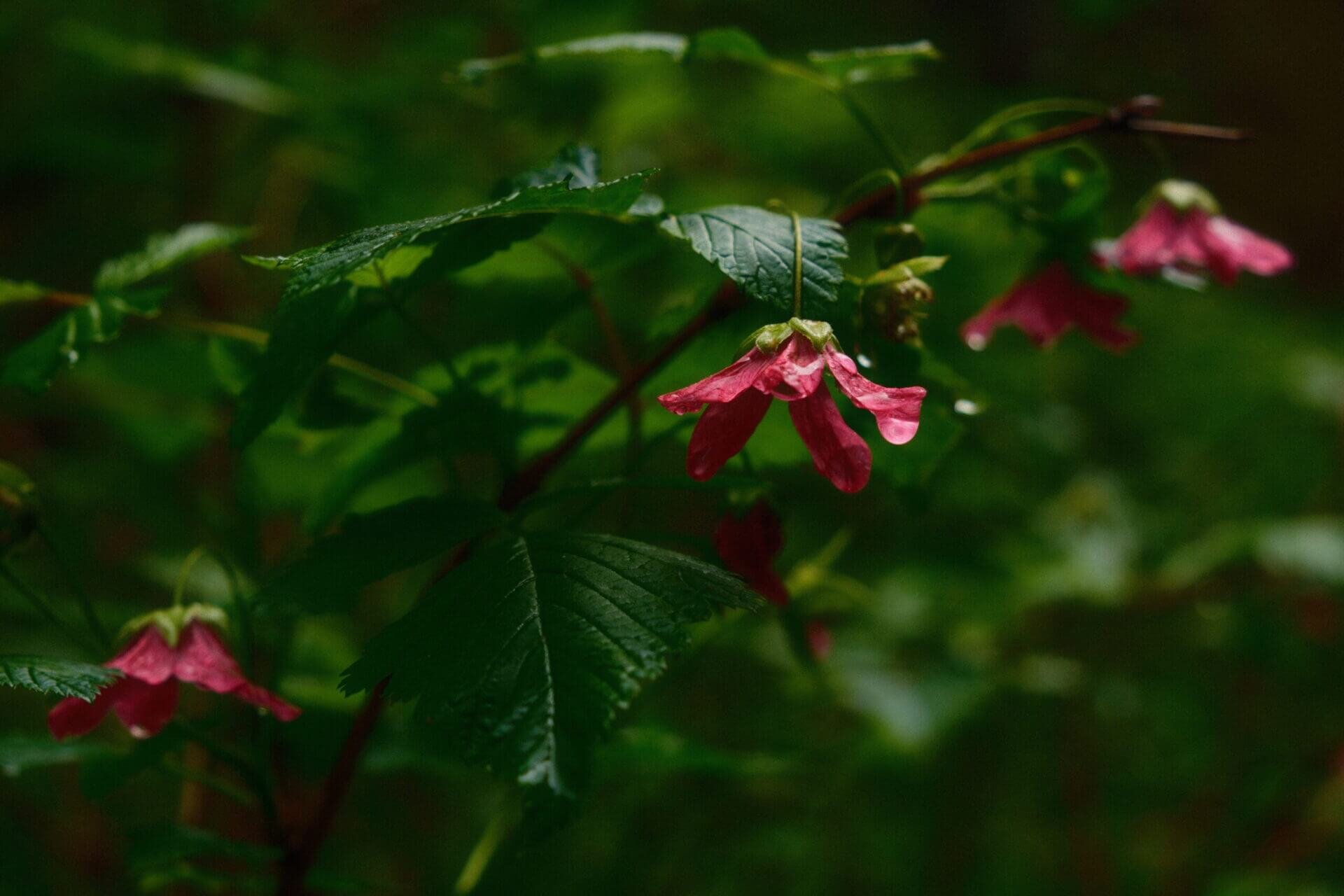 Dew Drop
