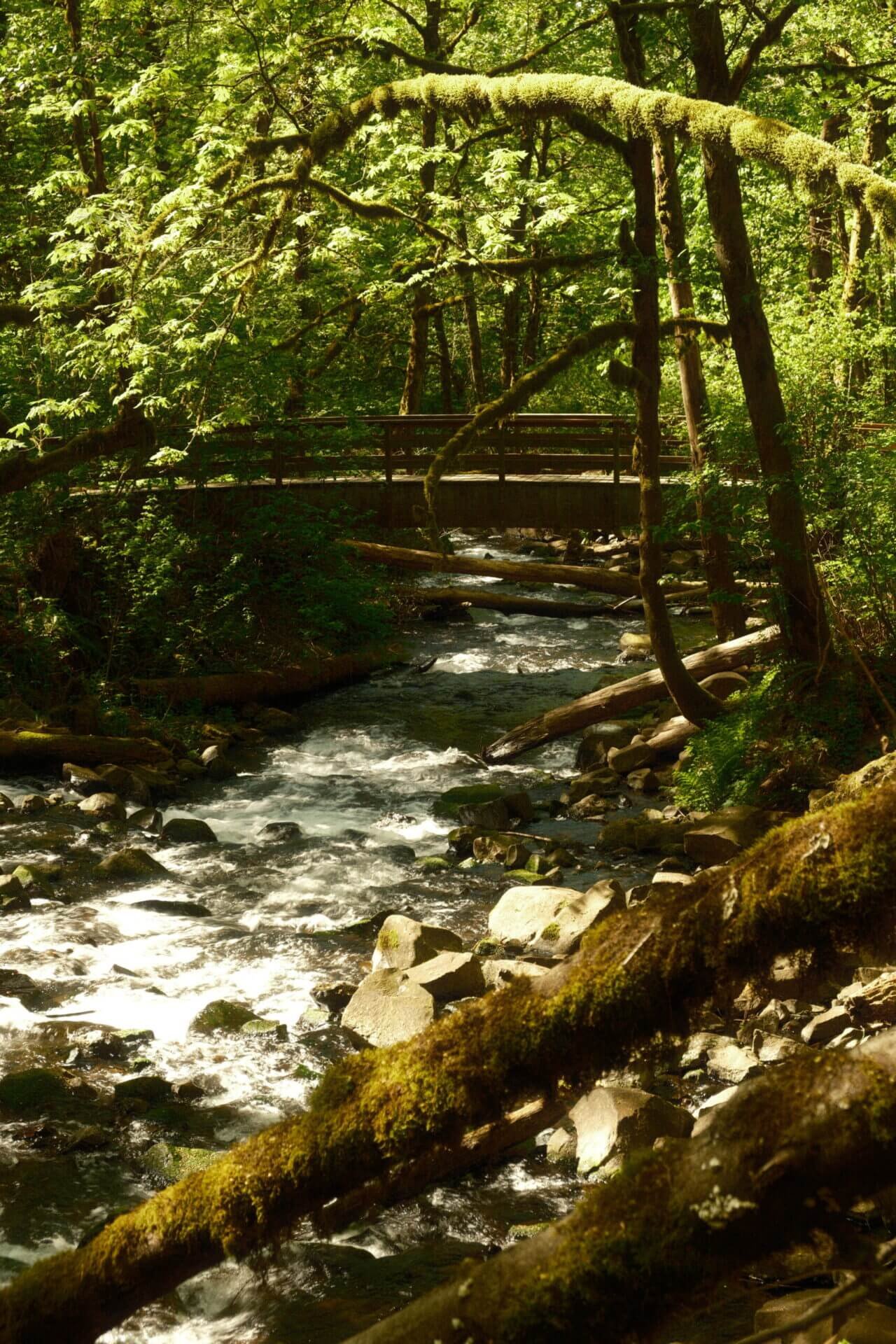 Forest Bridge