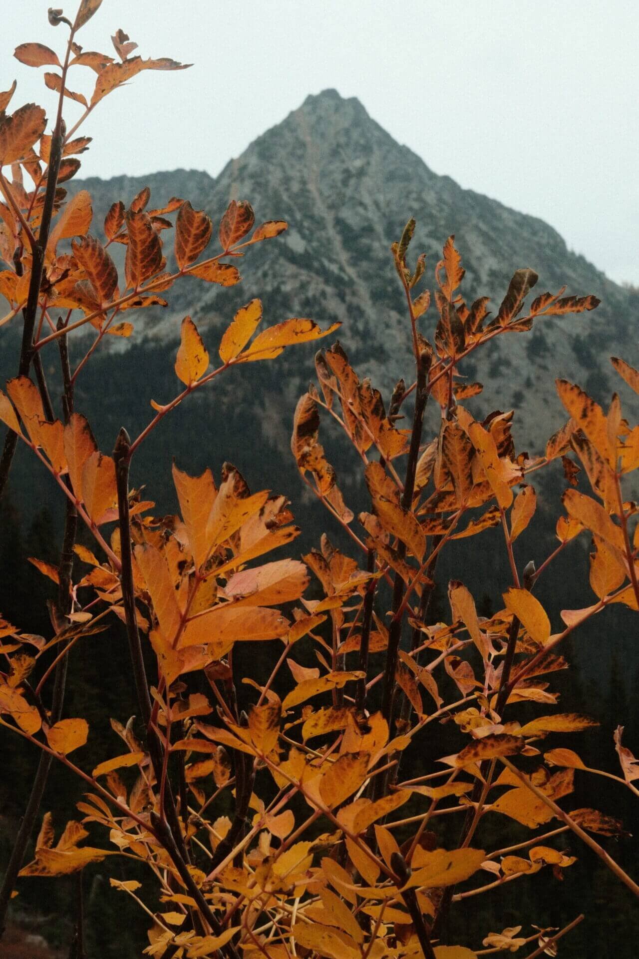 Autumn Mountain