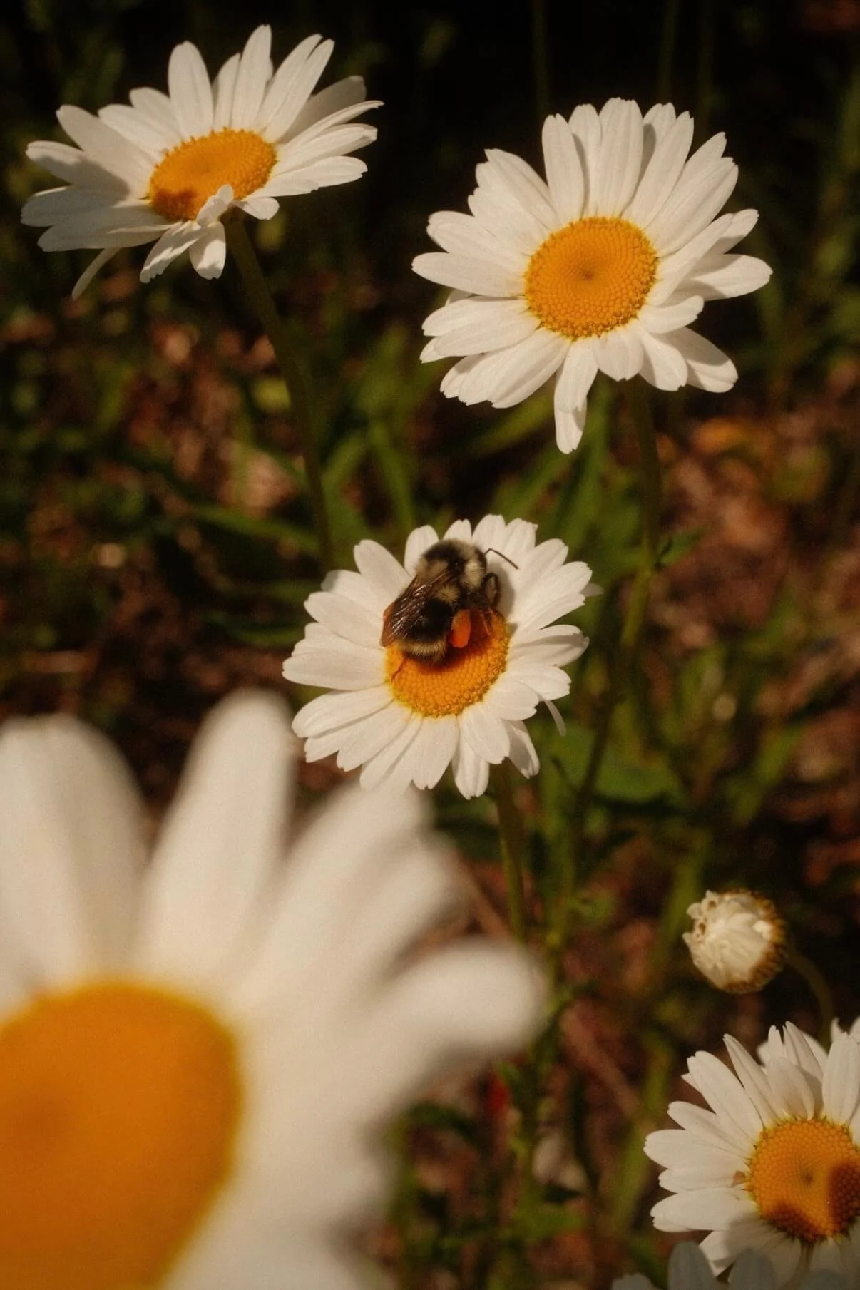 IMG_0458.jpeg