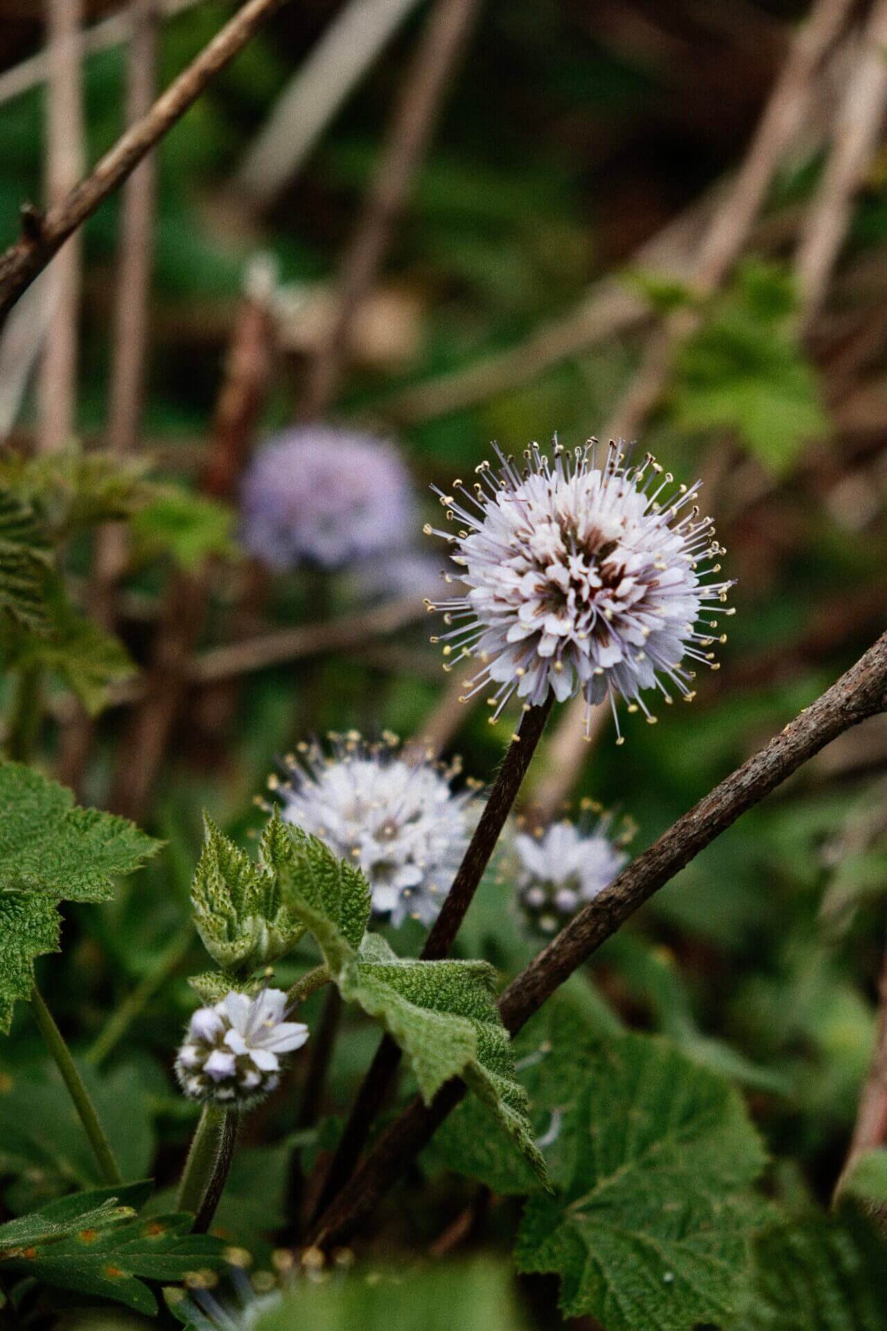 Ballhead Waterleaf