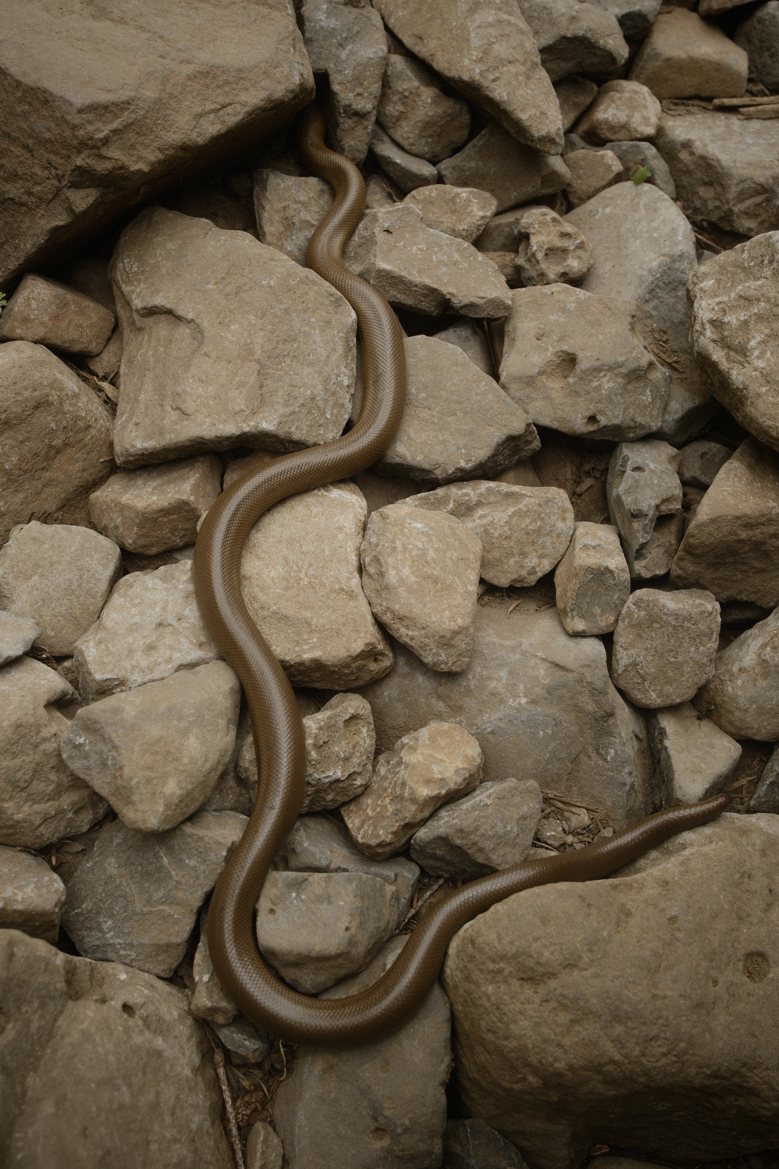 Rubber Snake