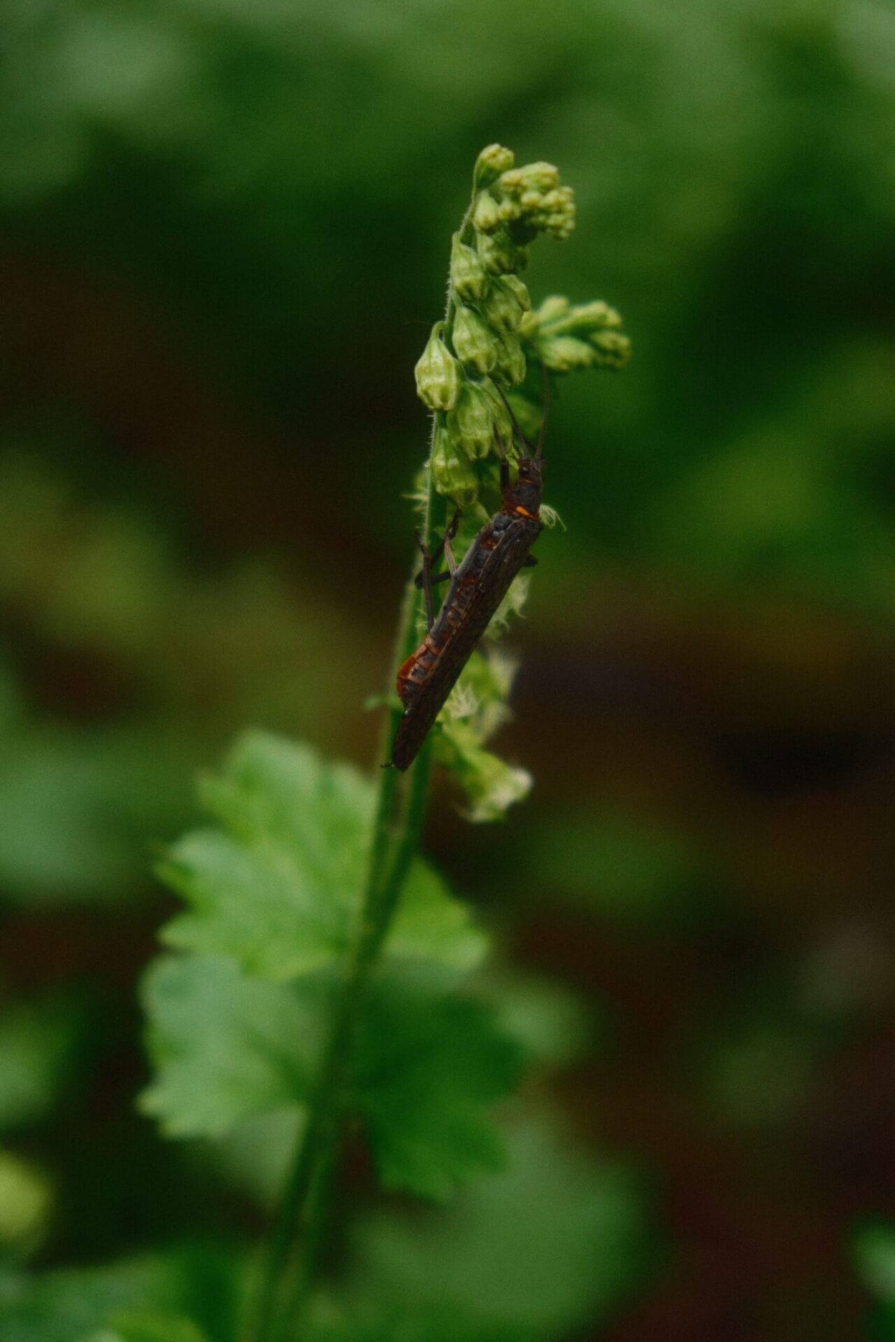 Grass Climber