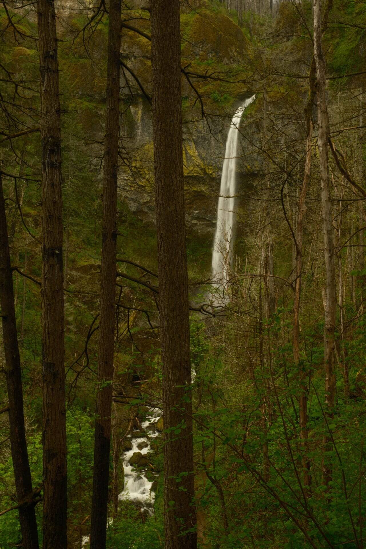 Through Trees