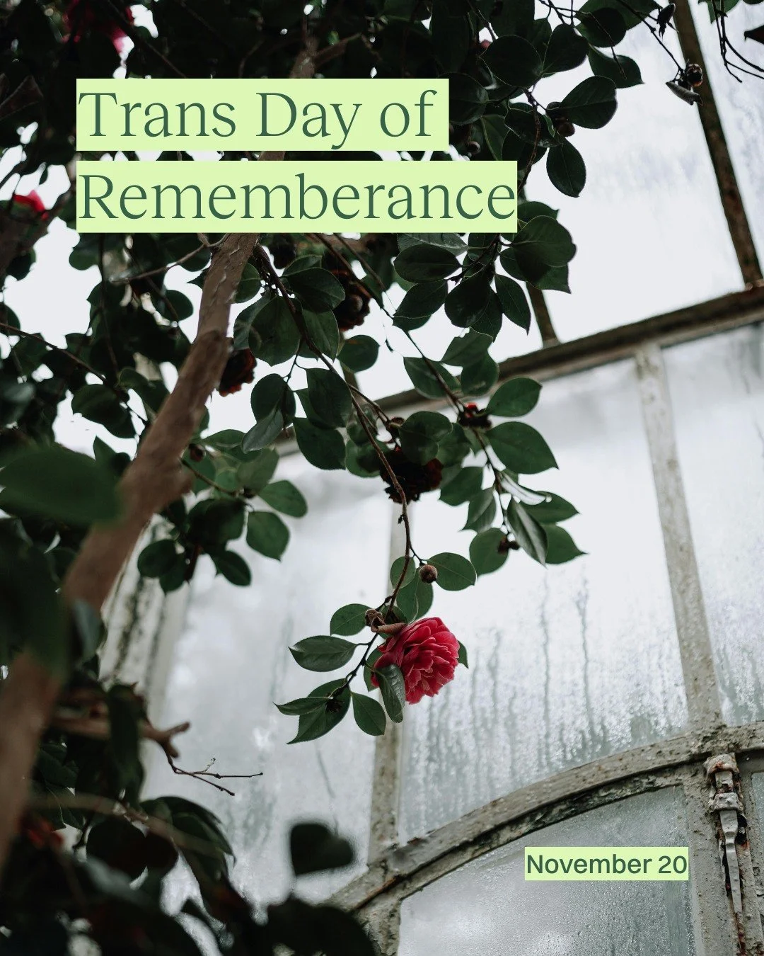 Today we honour the trans and gender-diverse people whose lives have been lost to violence and discrimination.

Trans Day of Remembrance is a day of collective grief, and a reminder of the ongoing psychological weight of transphobia. Living in a worl