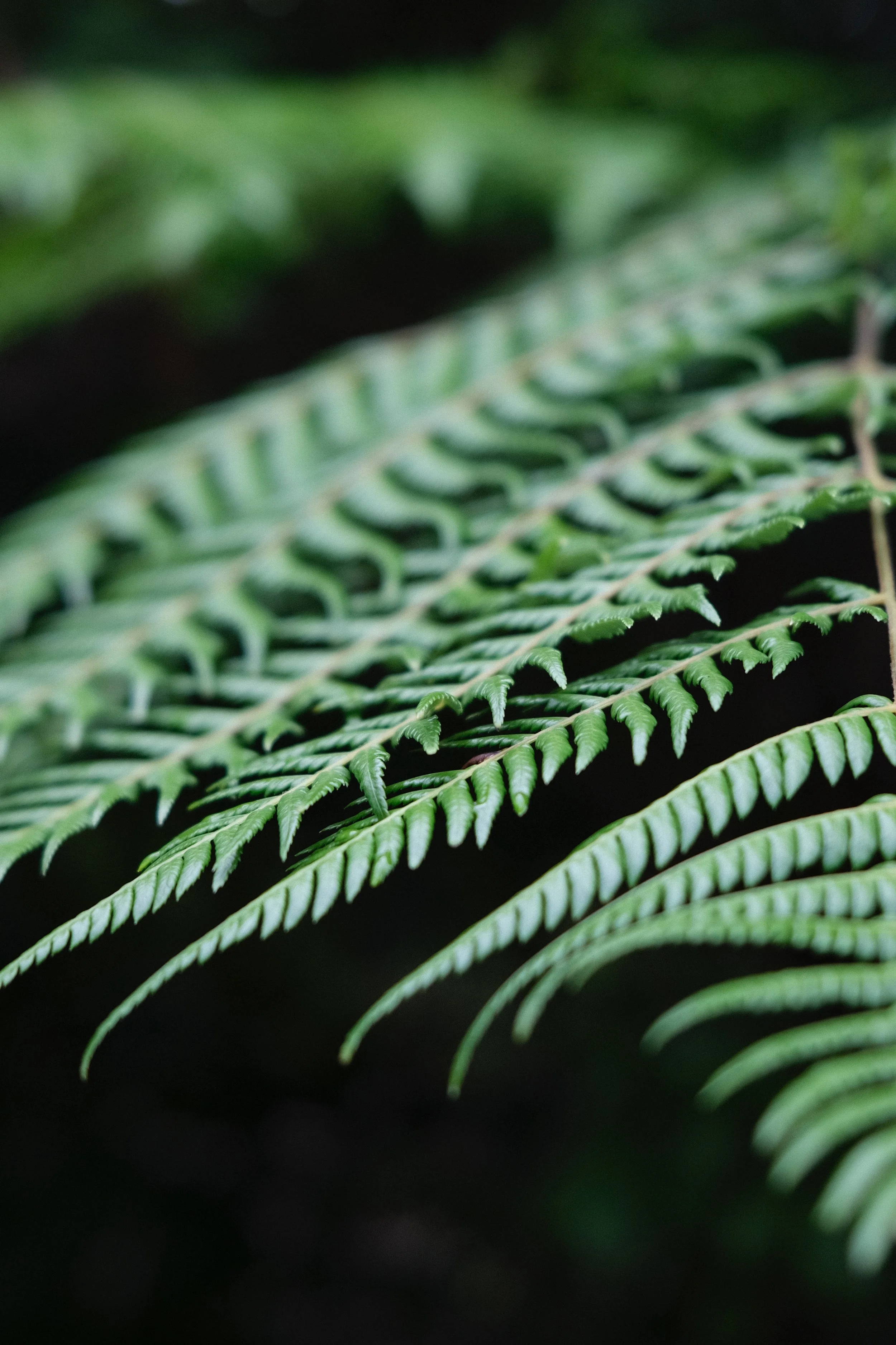 Close-up of green fern leaves with detailed leaflets.