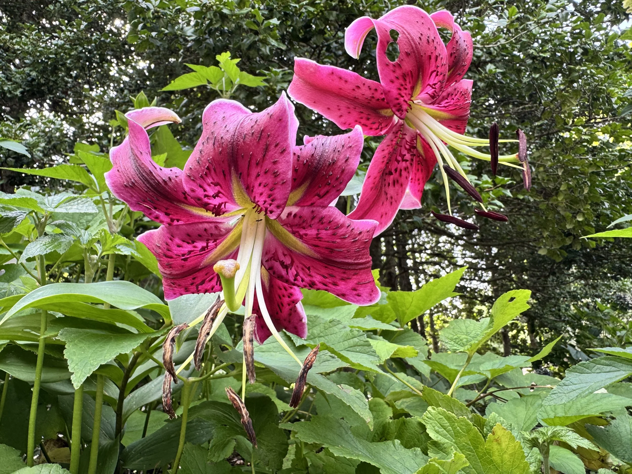 The Meaning Behind Botanical Tattoos: Flowers are Forever