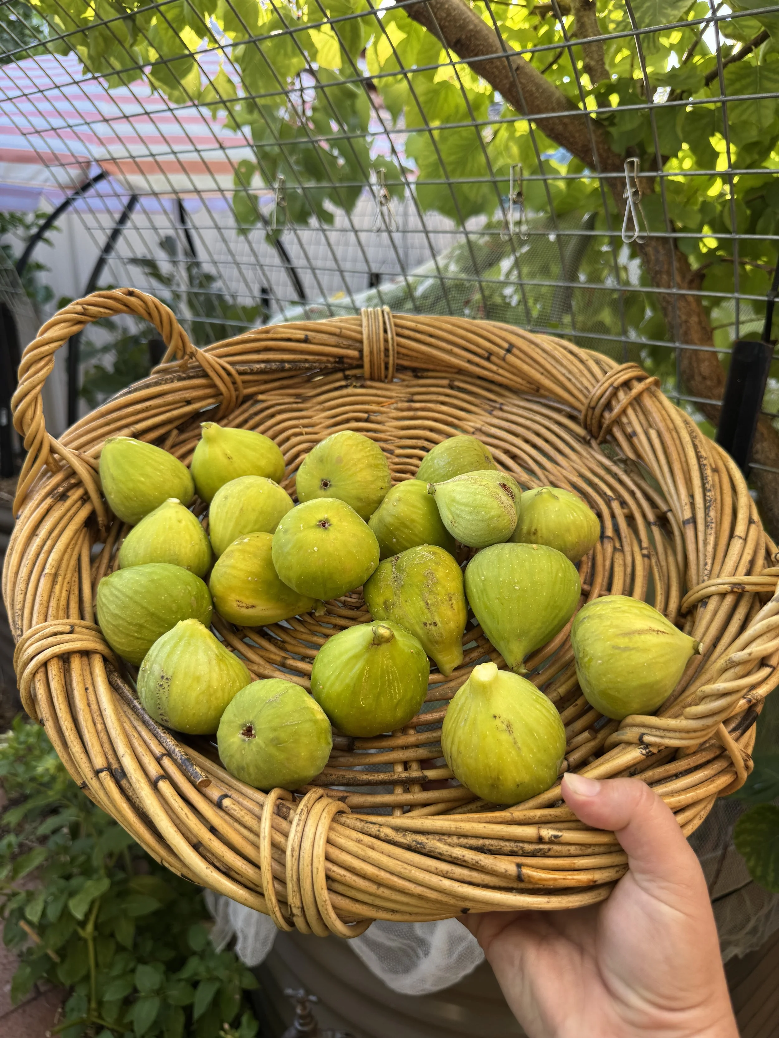 Backyard Fig Tree Fact Sheet