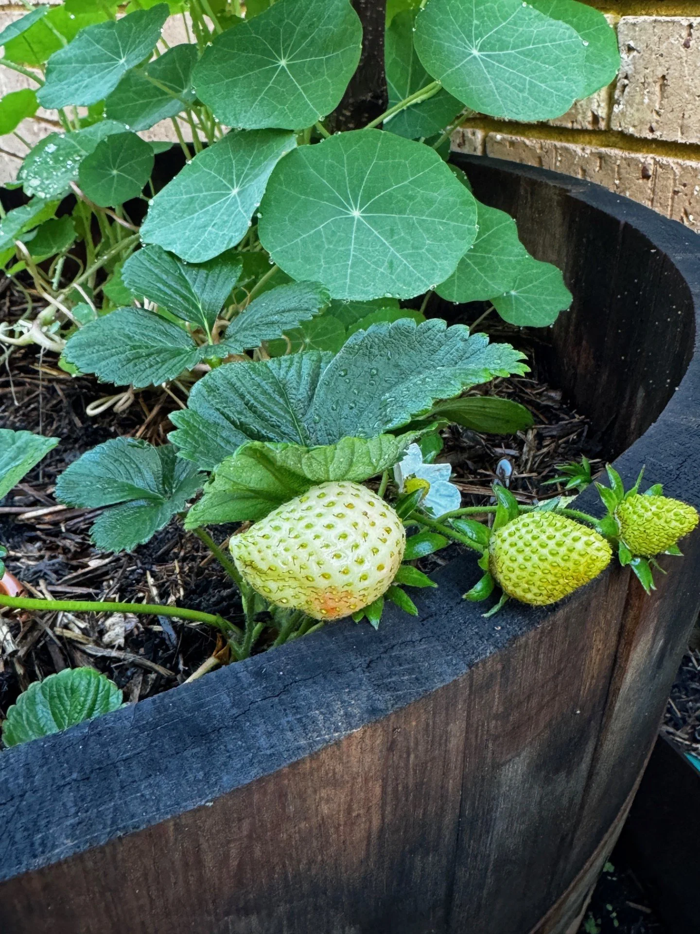 Sauced Gardens Mini Berry eBook