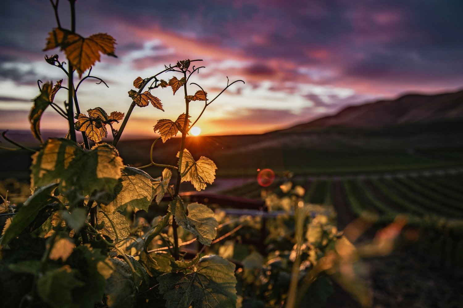 Calistoga Wineries