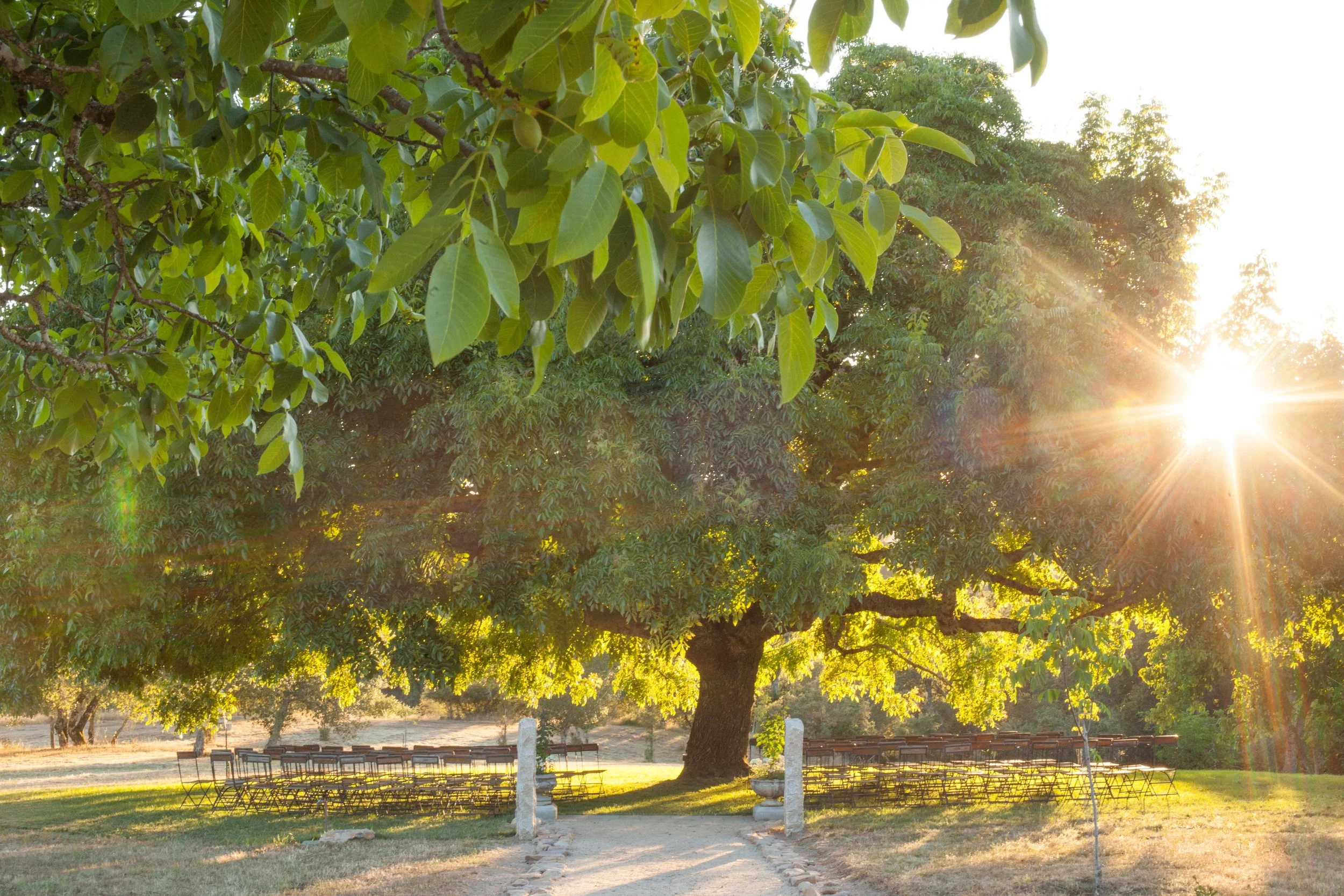 Sunset shining through the leaves of a large, leafy tree on a grassy area, with rows of chairs set up nearby.