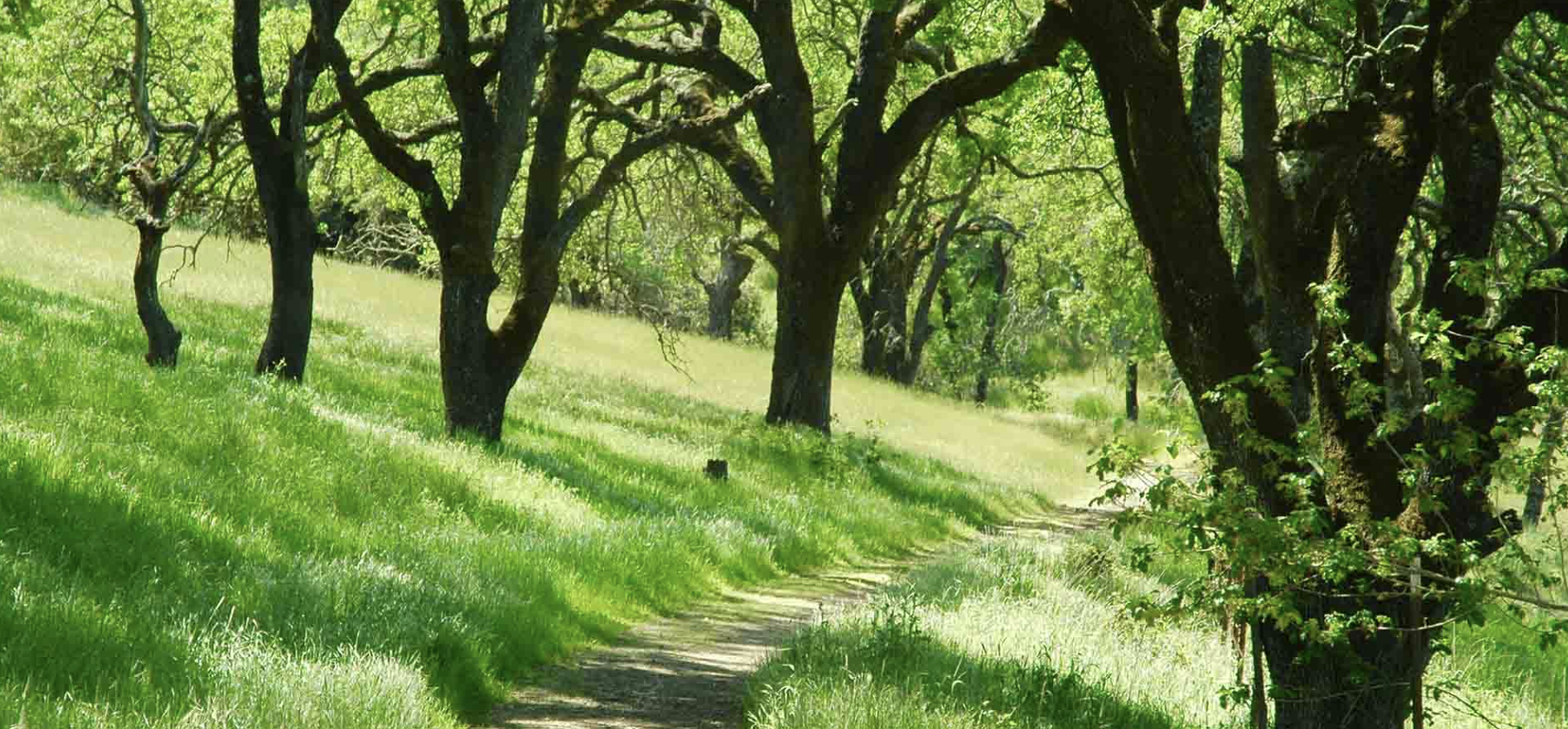 Napa Valley’s State Parks