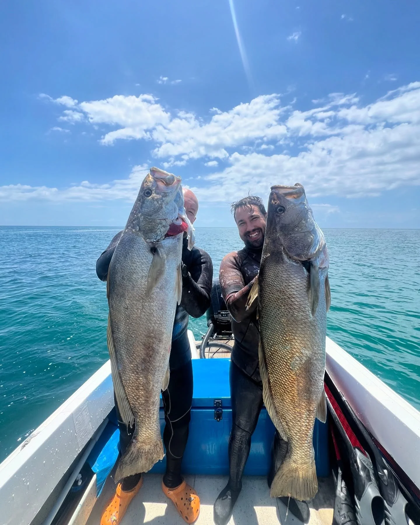 A few sealions have been going hard in Jewy January with some great fish coming in.
#spearfishing #centralcoast #jewfish #mulloway #mullowayfishingaustralia #diamonds