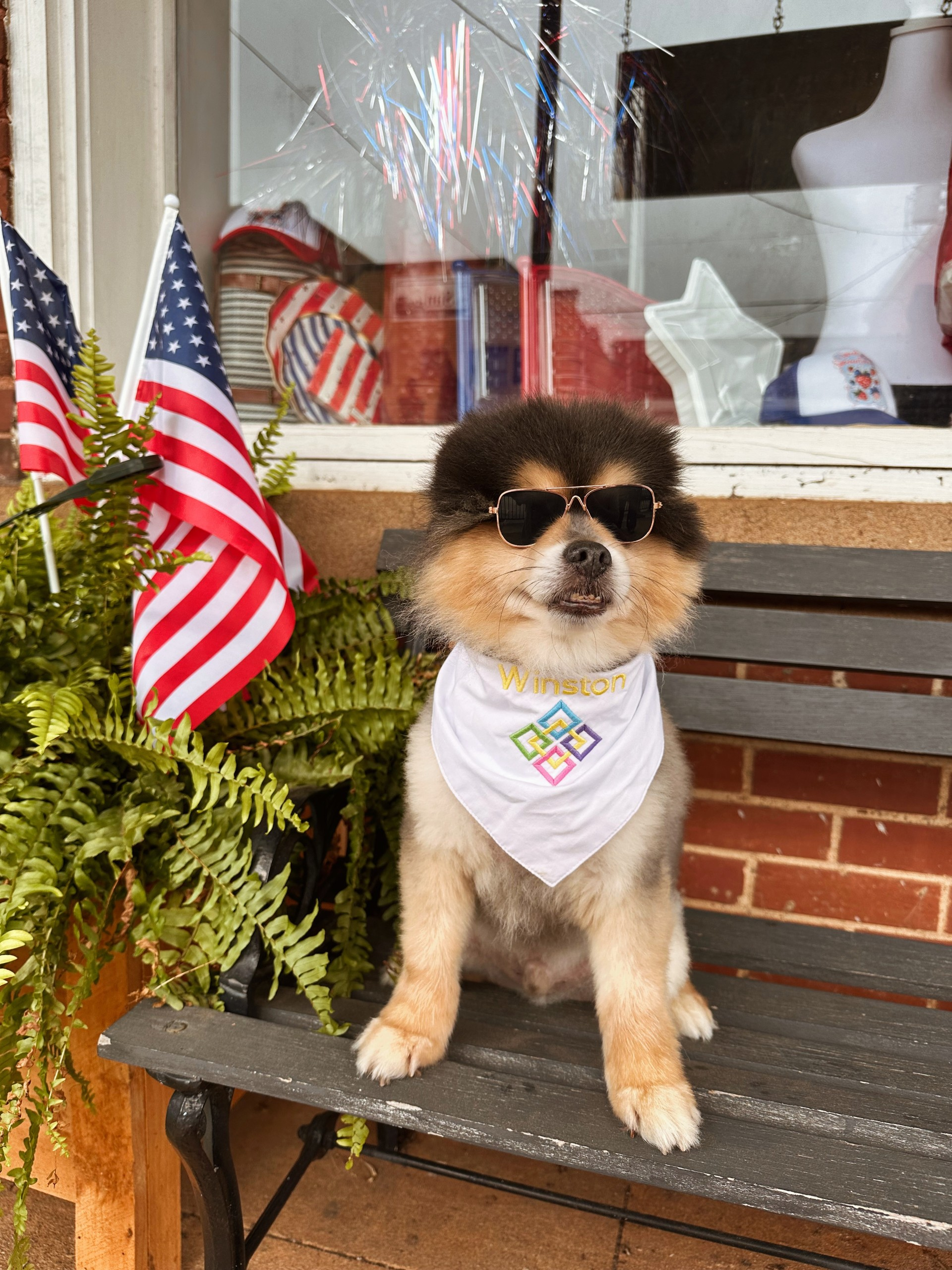 Winston paws his way to highlight local businesses