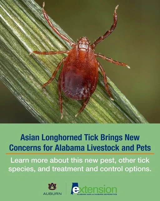 Tick brings new concern for Alabama livestock, pets