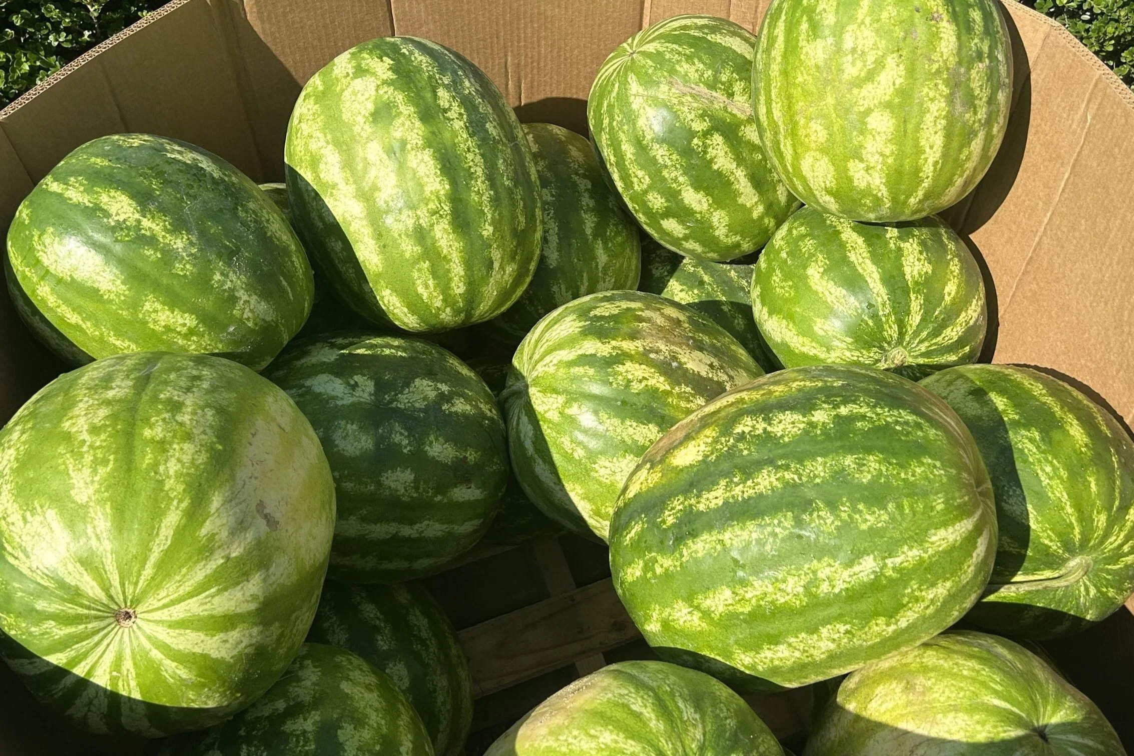 What really matters for choosing a sweet melon