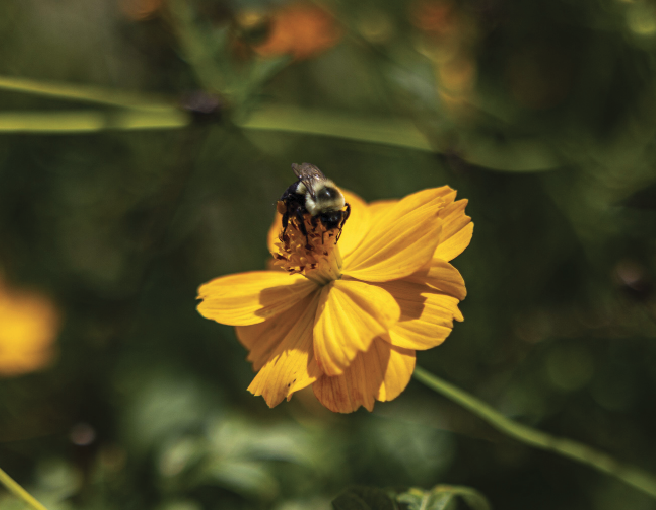 Become a citizen scientist in the Great Southeast Pollinator Census