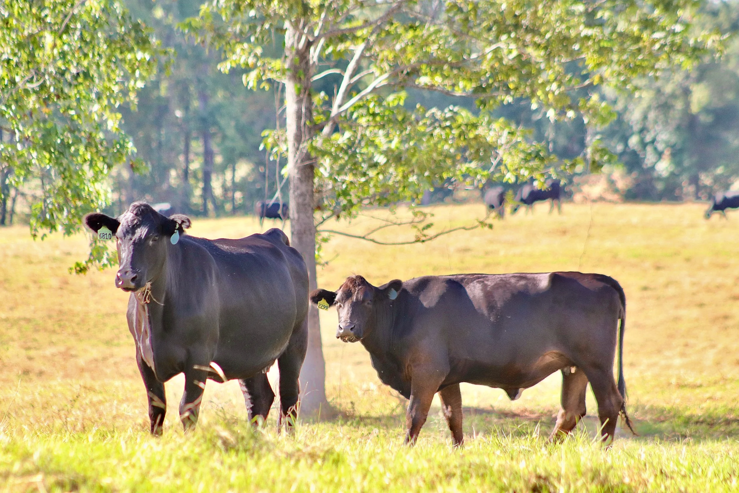 Chambers County farmers deal with rising costs