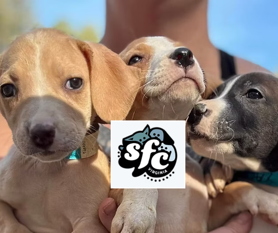 Foster-focused rescue group saves dogs and cats from underserved shelters