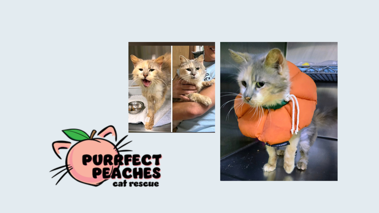Volunteers rescue cats and kittens from “death row” in Georgia