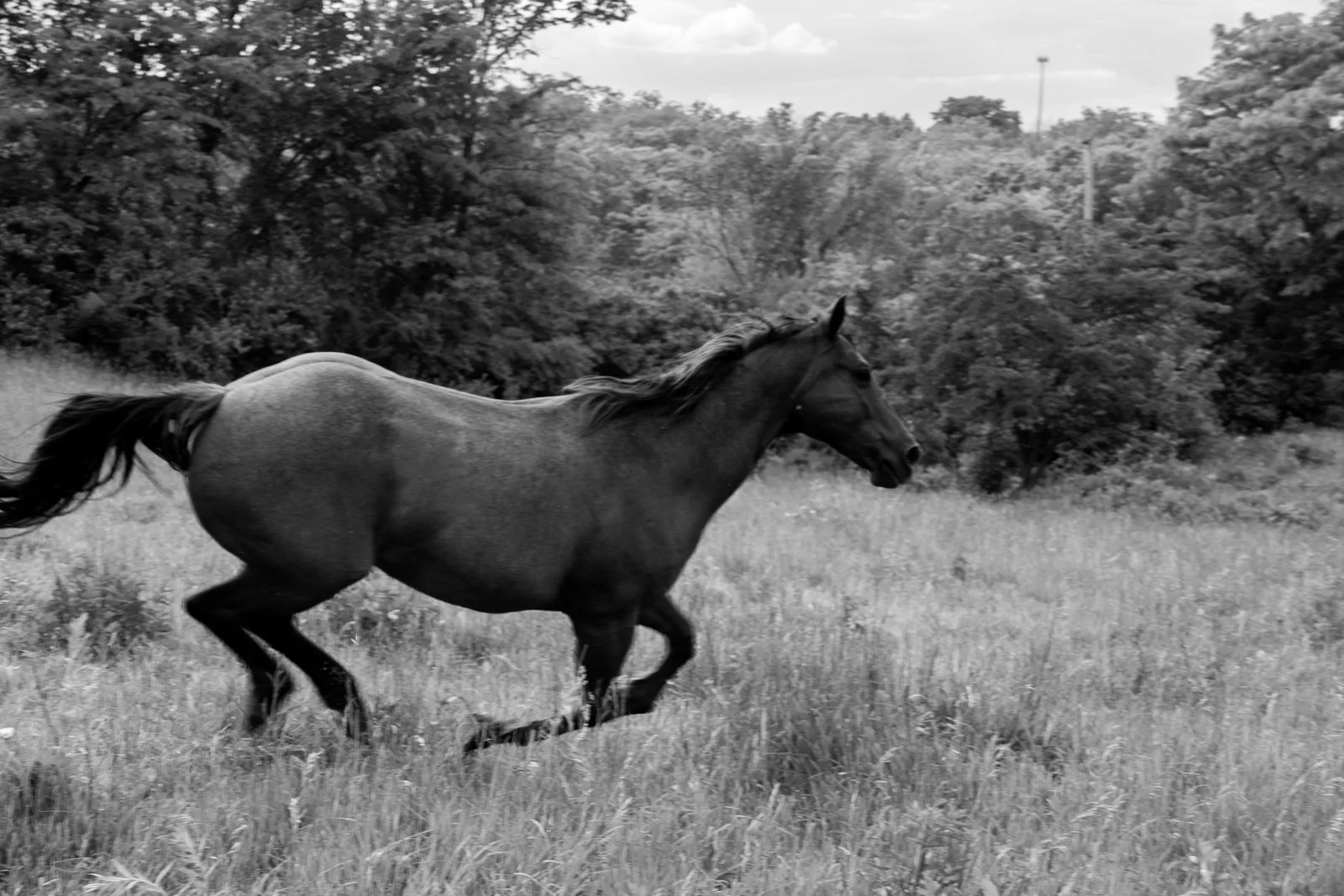 van meter horses-51.jpg